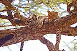 Leopard - Kenya L594 (sizes: 400x600; 600x900; 900x1350mm)